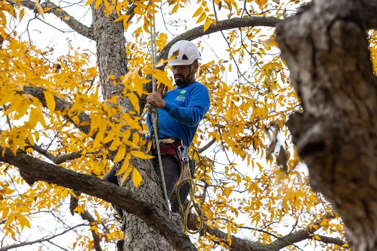 Skilled Dead Tree Removal crew working in Warm Springs